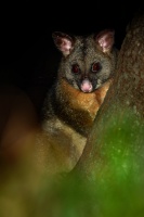 Kusu lisci - Trichosurus vulpecula - Common Brush-tailed Possum o7556-2